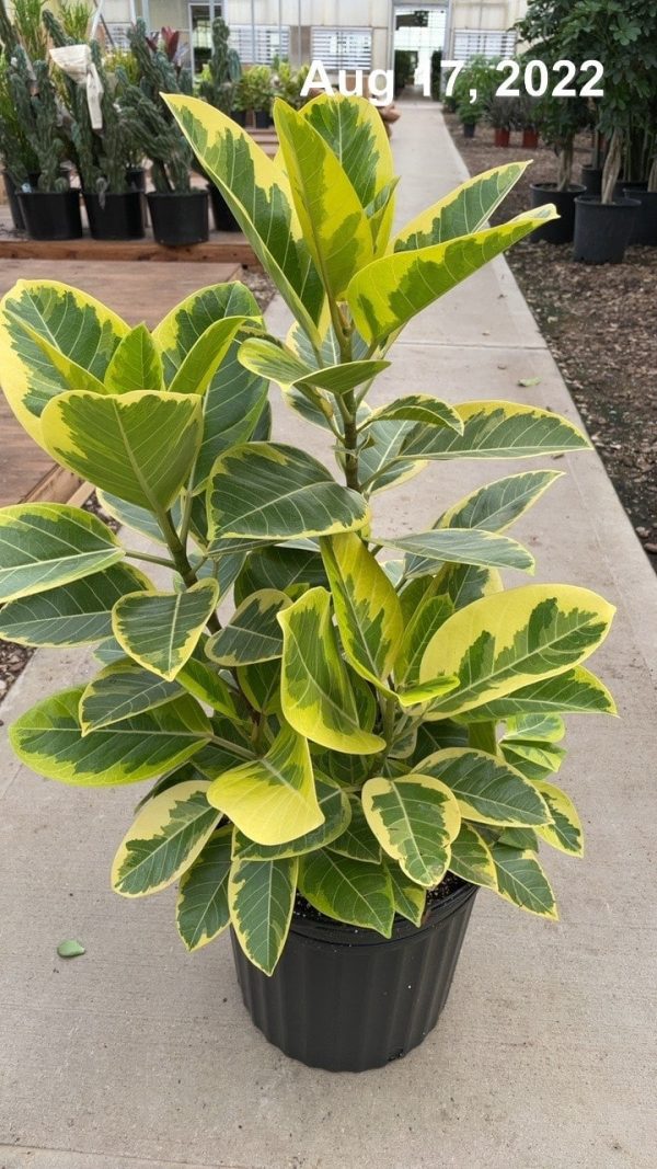 12" Ficus Altissima / Yellow Gem Bush