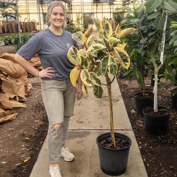 10" Ficus Tineke Std