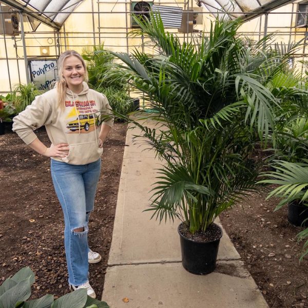 14" Palm Cat