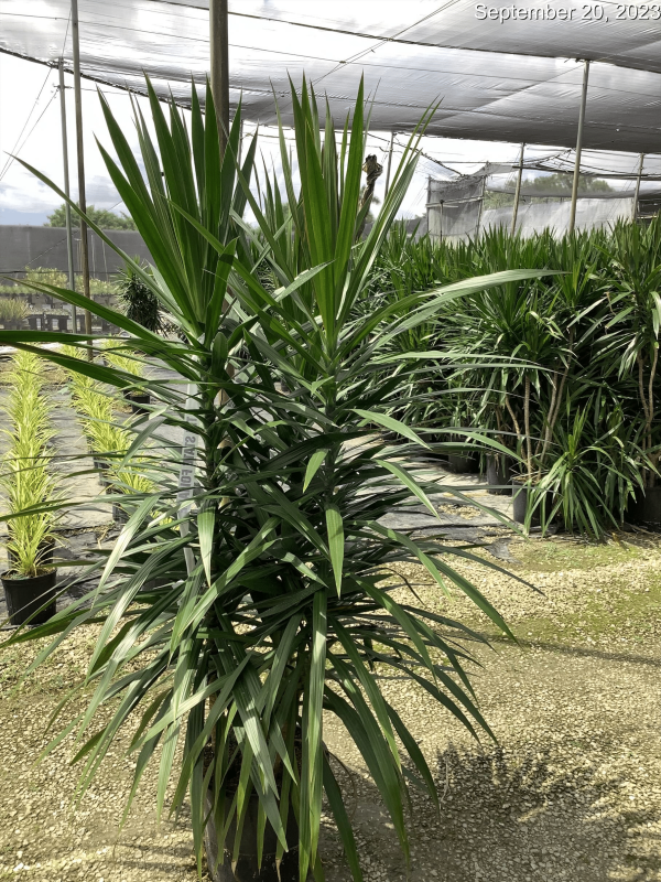14" Drac Tarzan Bush 3ppp 6-7'