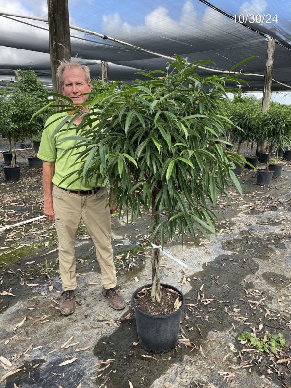 14" Ficus Alii Braid 5'