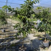 14" Ficus Amstel King Std 6'+