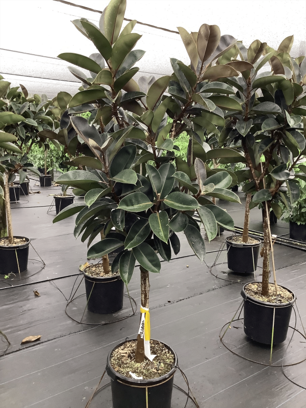 17" Ficus Burgundy Std Premium