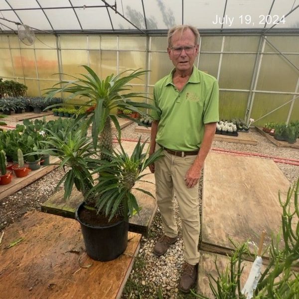 17" Pachypodium Lamerii Multi