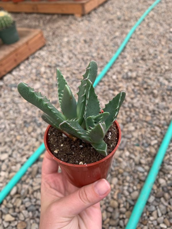 2.5" Tiger Jaw (CA)