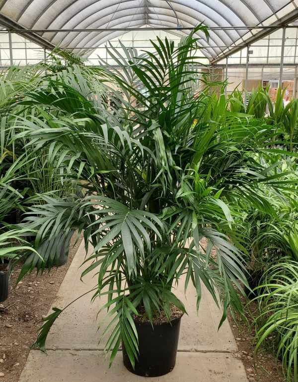 14" Palm Cat Premium 6'+