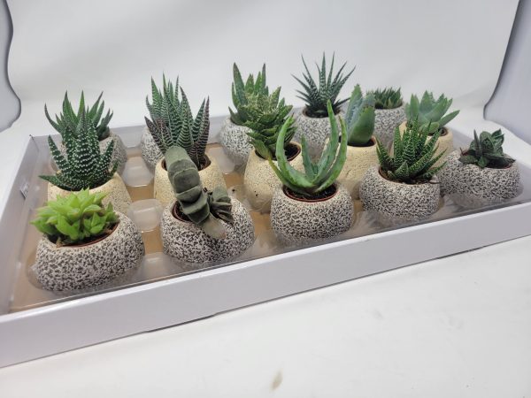 1.5" Succulent Asst in Small Rocks (CA)