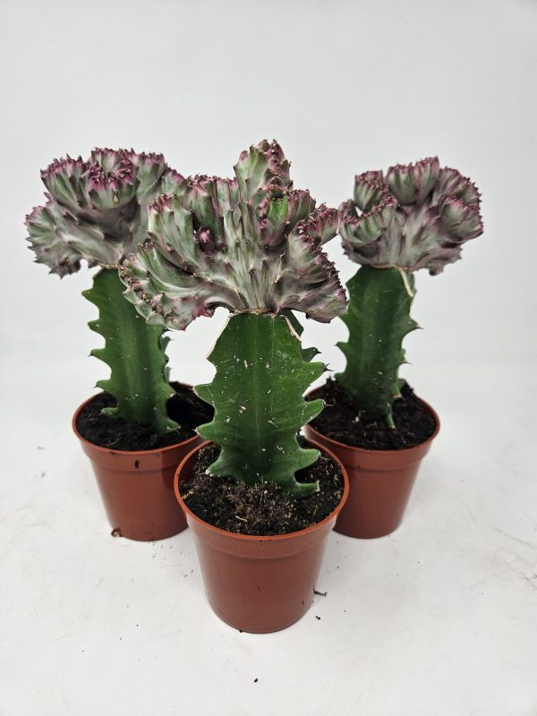 3.25" Cactus Grafted Mermaid (CA)