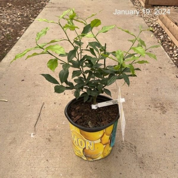 8"/1G Citrus Bush Lemon Harvey