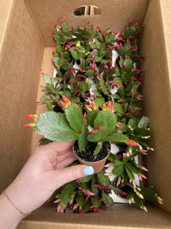 .2″ Spring Cactus [CA] – Tri State Foliage