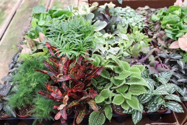 2" Tropical Foliage Asst (pk 90)