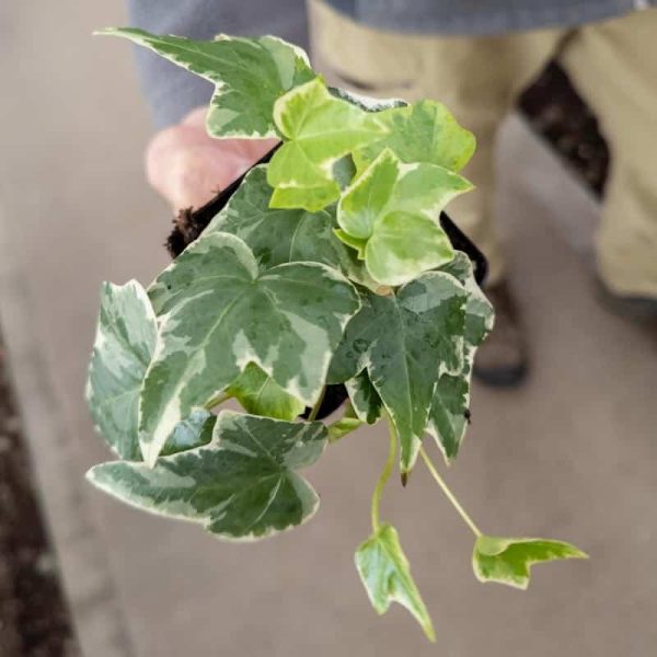 3" Ivy VAR White