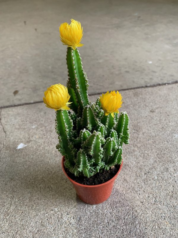 3.25" Cactus Fairy Castle w/ Straw Flower (CA)