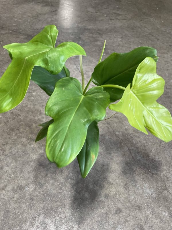 4" Philo Golden Violin (CA)