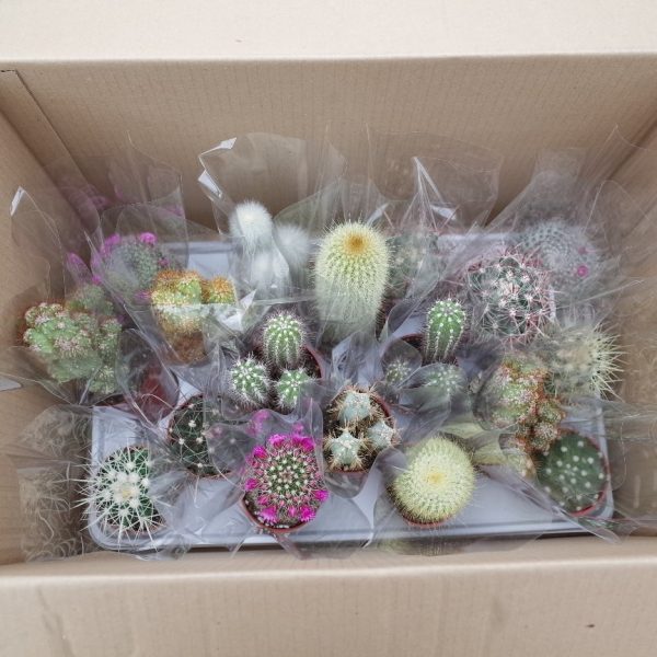 3.25" Cactus Asst Premium (CA)
