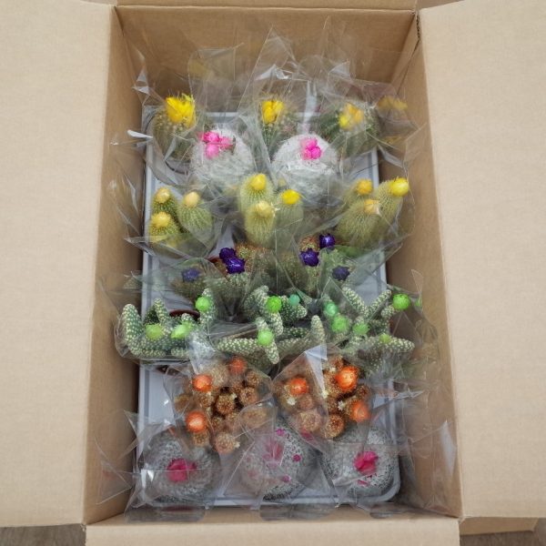 3.25" Cactus Asst. w/ Straw Flower (CA)