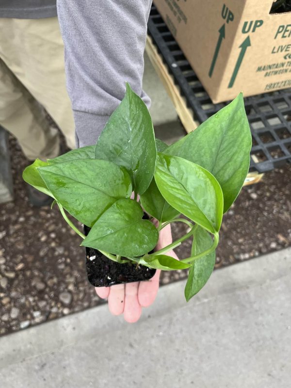 3" Pothos Jade