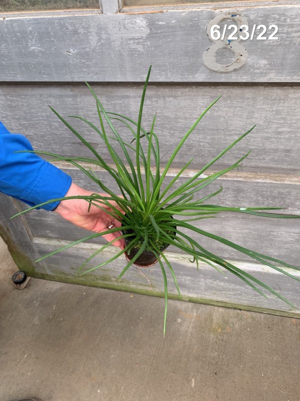 4" Agave Geminiflora