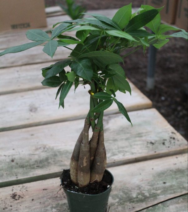 4" Pachira Money Tree Braid