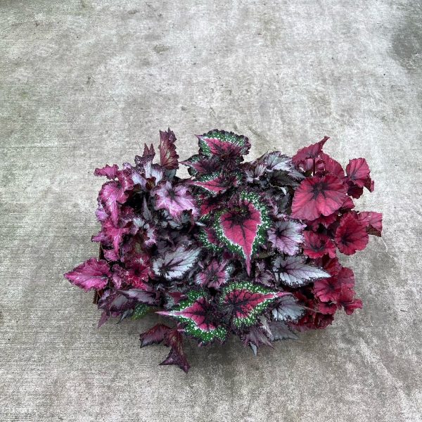 4" Rex Begonia