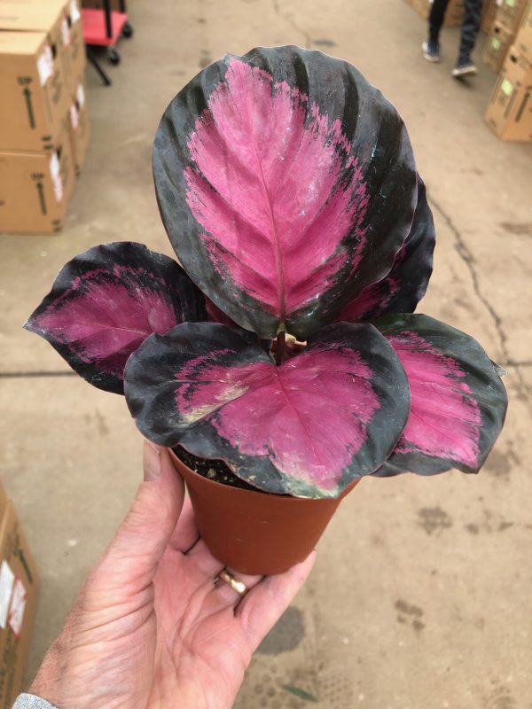 4" Calathea Purple Rose