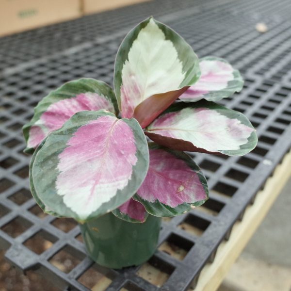 4" Calathea Rosy