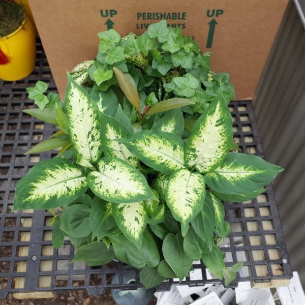 4" Tropical Foliage Asst