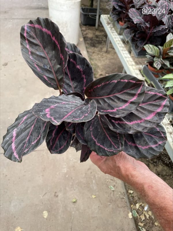 4" Calathea Dottie