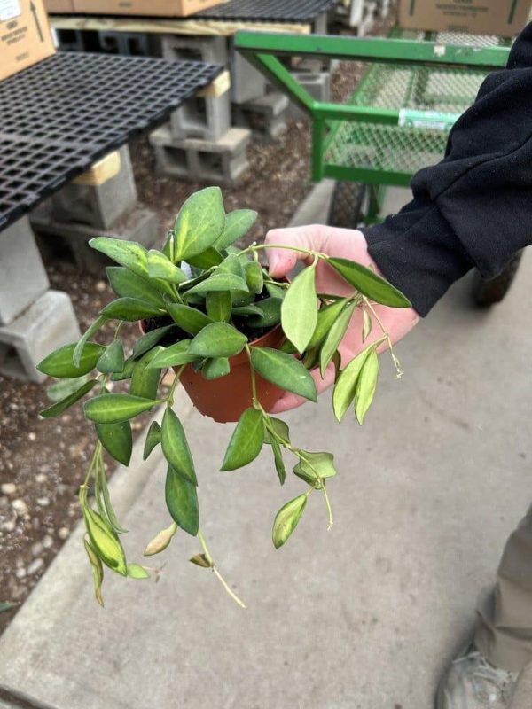 4" Hoya DS-70 VAR