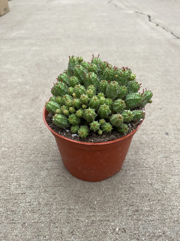 6" Euphorbia Monstrose (CA)