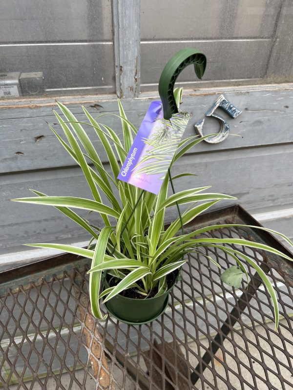 6" Spider Curly HB (Can)