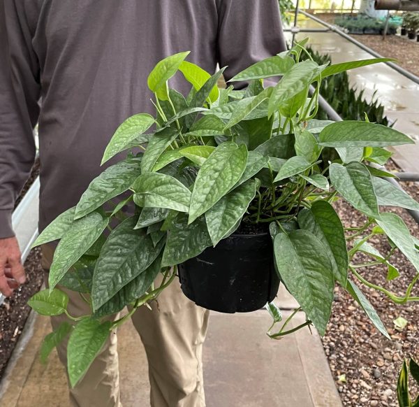 6" Pothos Cebu Blue