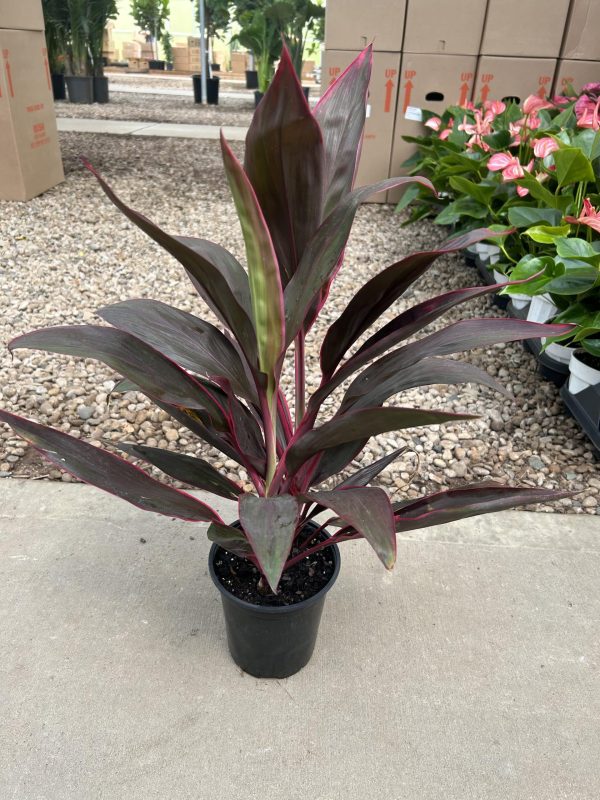 6" Cordyline Red Sister 2ppp