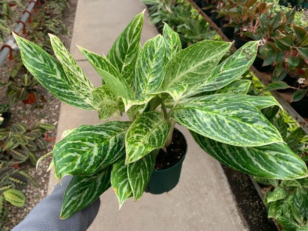 6" Ag Golden Madonna