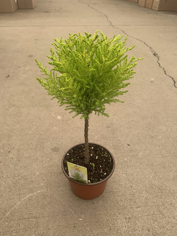 6" Goldcrest Topiary One Ball