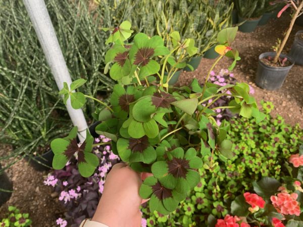 6" Oxalis Iron Cross (Can)