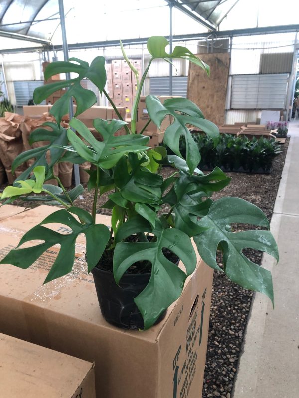 6" Rhaphidophora Tetrasperma (Mini Monstera)