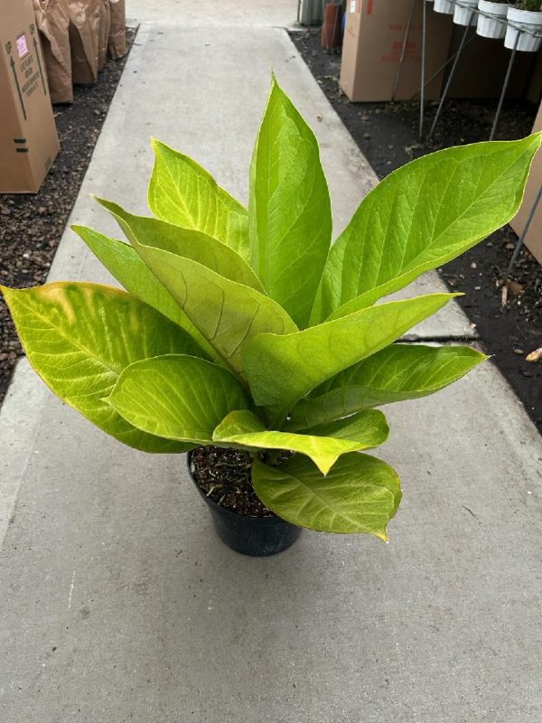 10" Anthurium King of Kings