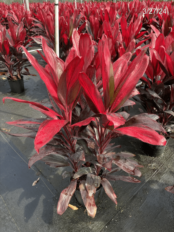 10" Cordyline Florica 4ppp