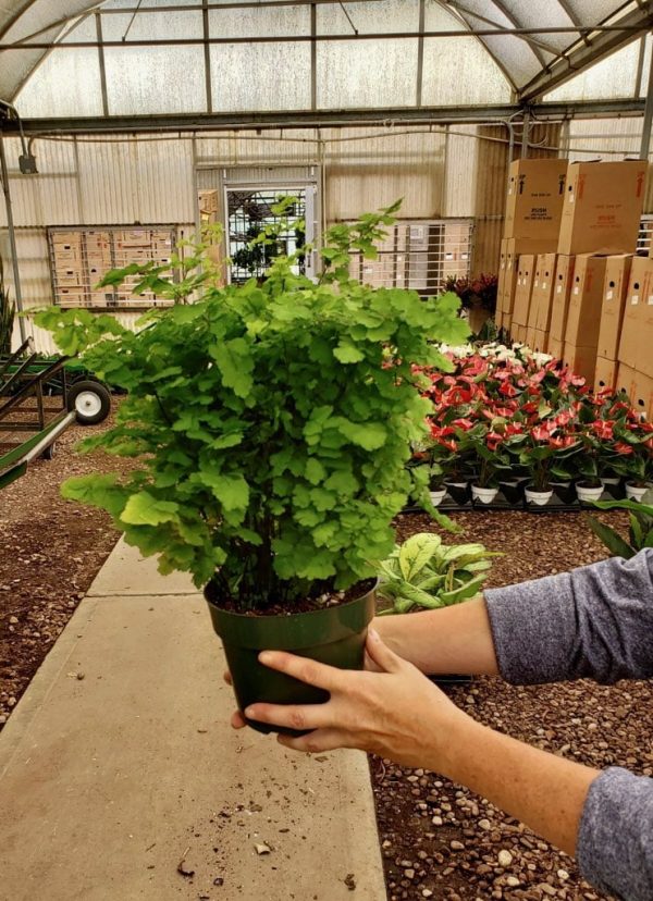 6" Fern Maidenhair Pacific