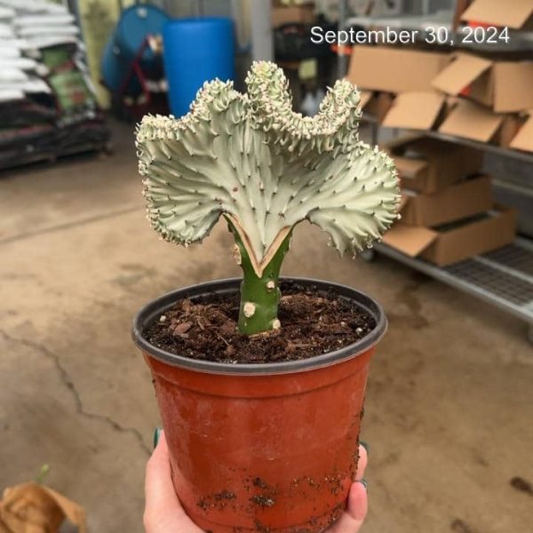 6" Cactus Mermaid White