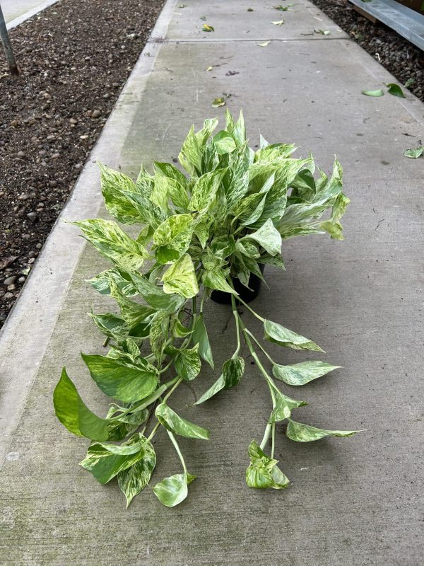 6" Pothos Marble Queen