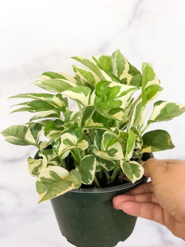 6" Pothos Pearls N Jade (N Joy)