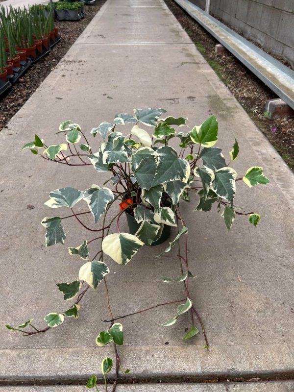 6" Ivy Algerian Marengo