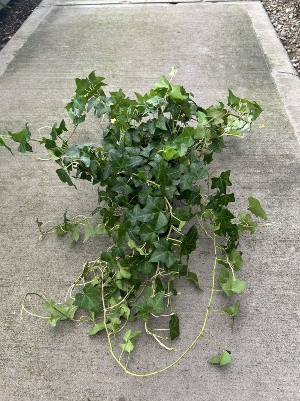 6" Ivy English Green