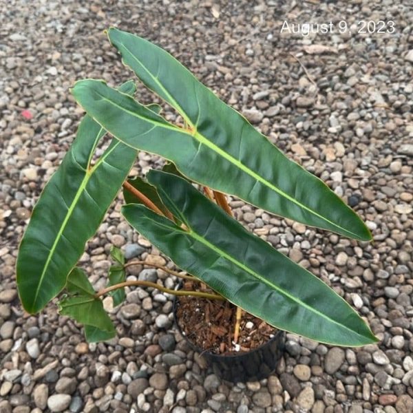 6" Philo Billietiae