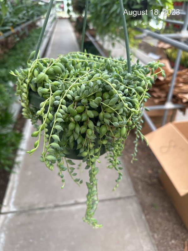 6" String of Tears HB