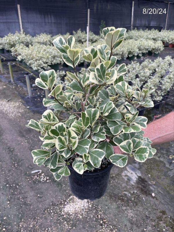 6" Ficus Triangularis VAR Bush