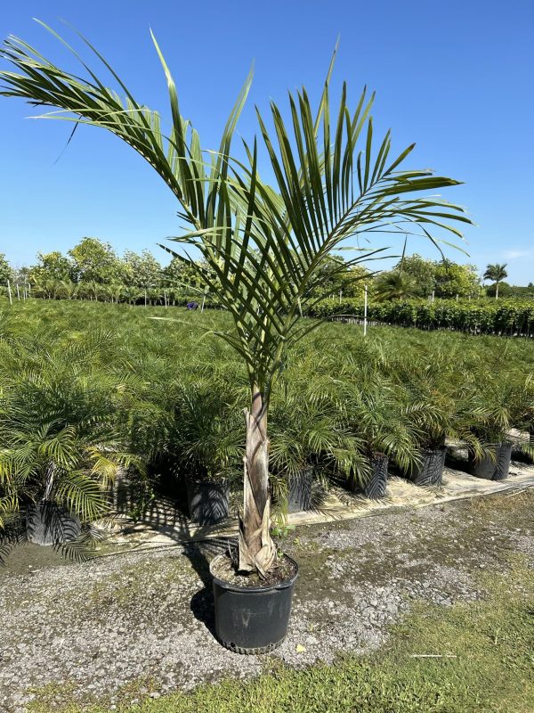 14" Palm Spindle 1ppp 6-7' *SG