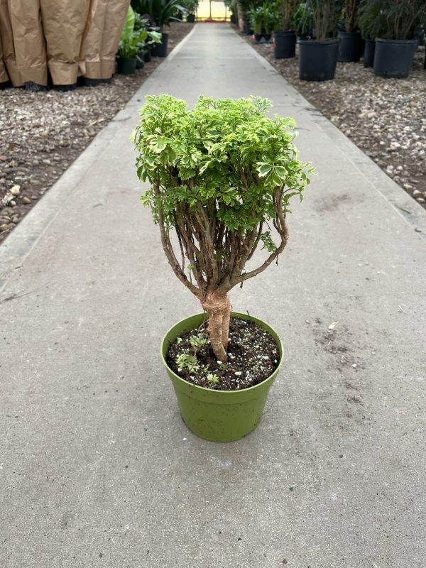 6" Aralia Ming Gold Bonsai (CA)